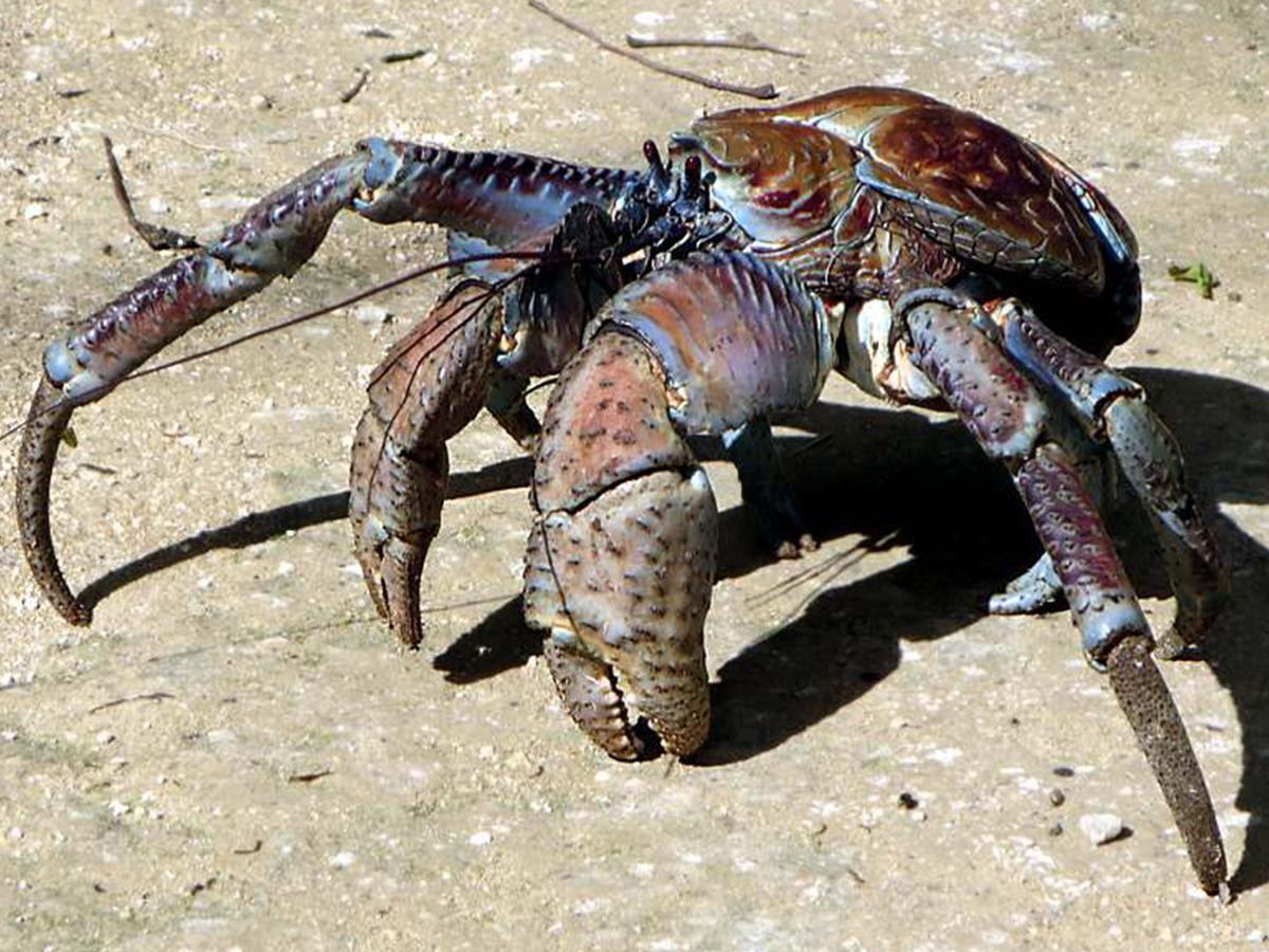 What is a coconut crab? Starting from its name, it's not simple!