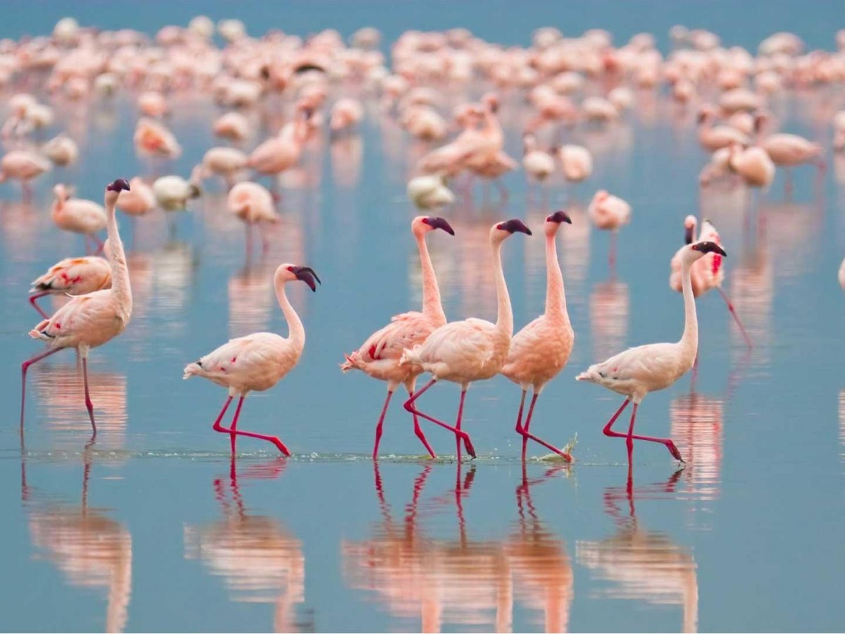 Color-changing Lake and Animal Circle
