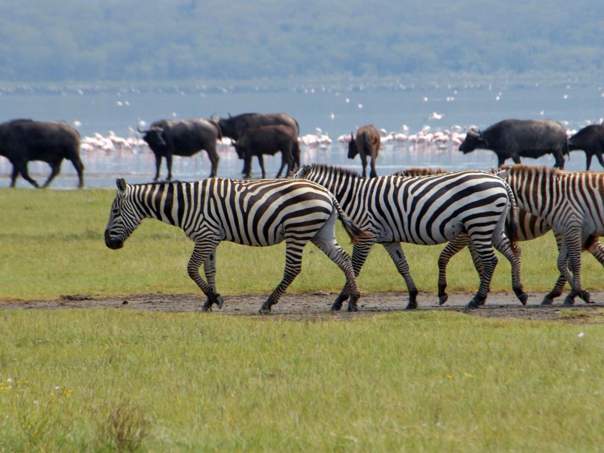 The best way to get around Nakuru without paying IQ tax