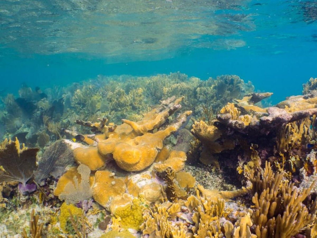 Diving areas in the park