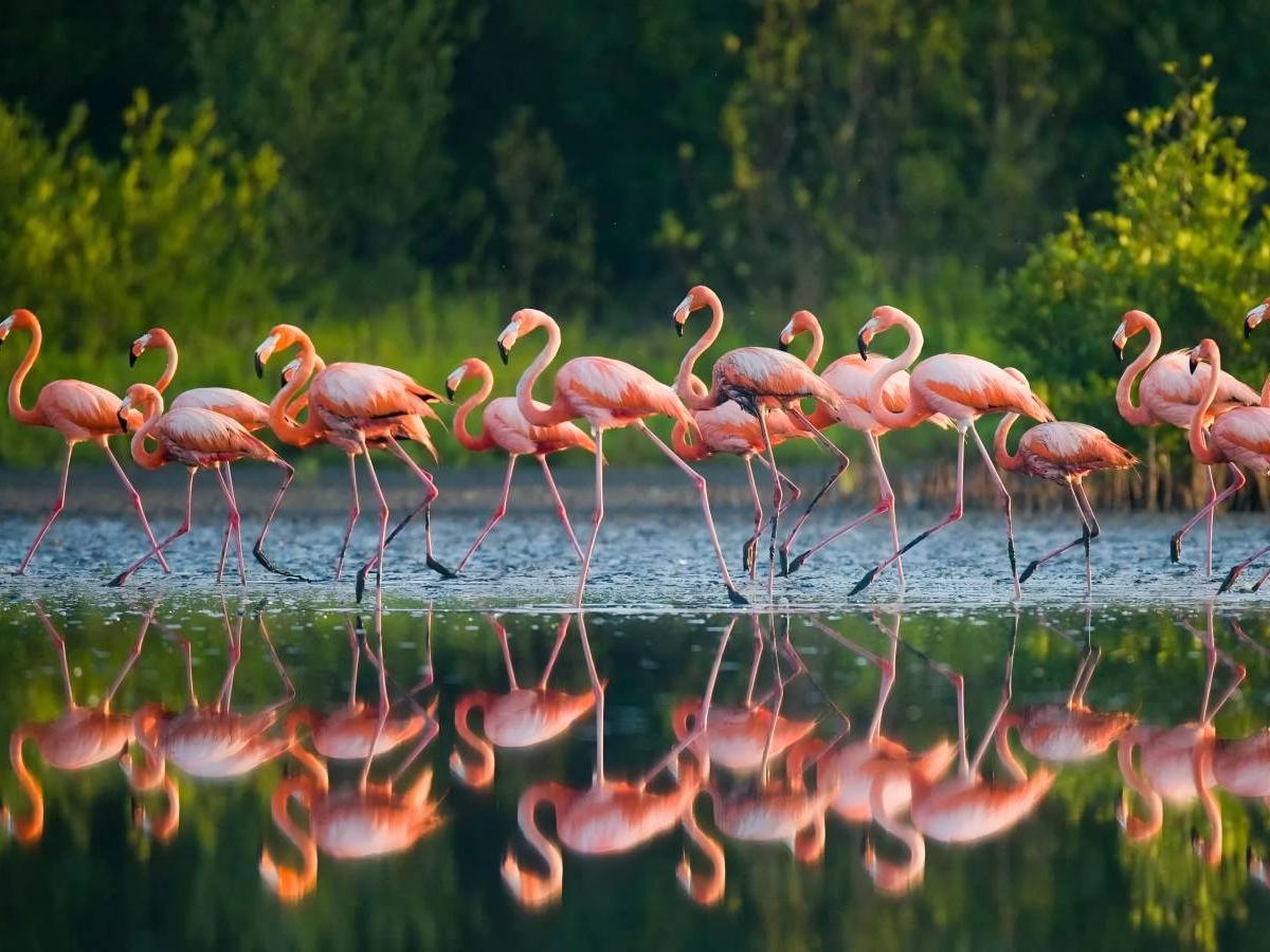 Ecological Conservation and Educational Implications
