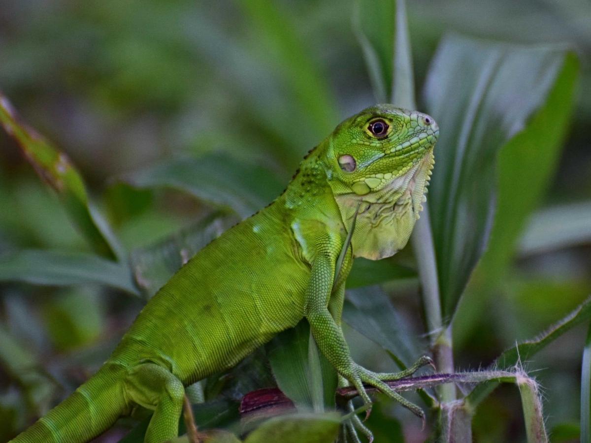 Green Iguana，Iguana iguana