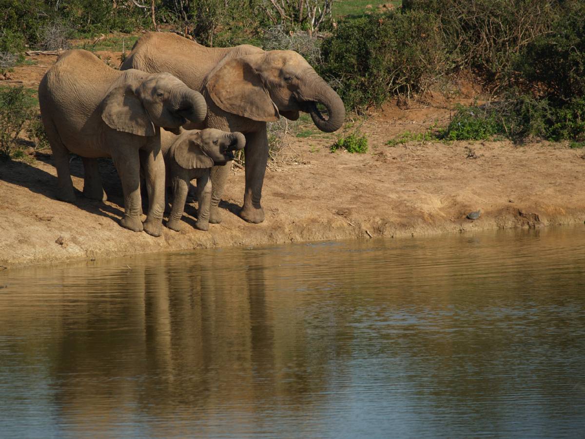 More than just a safari