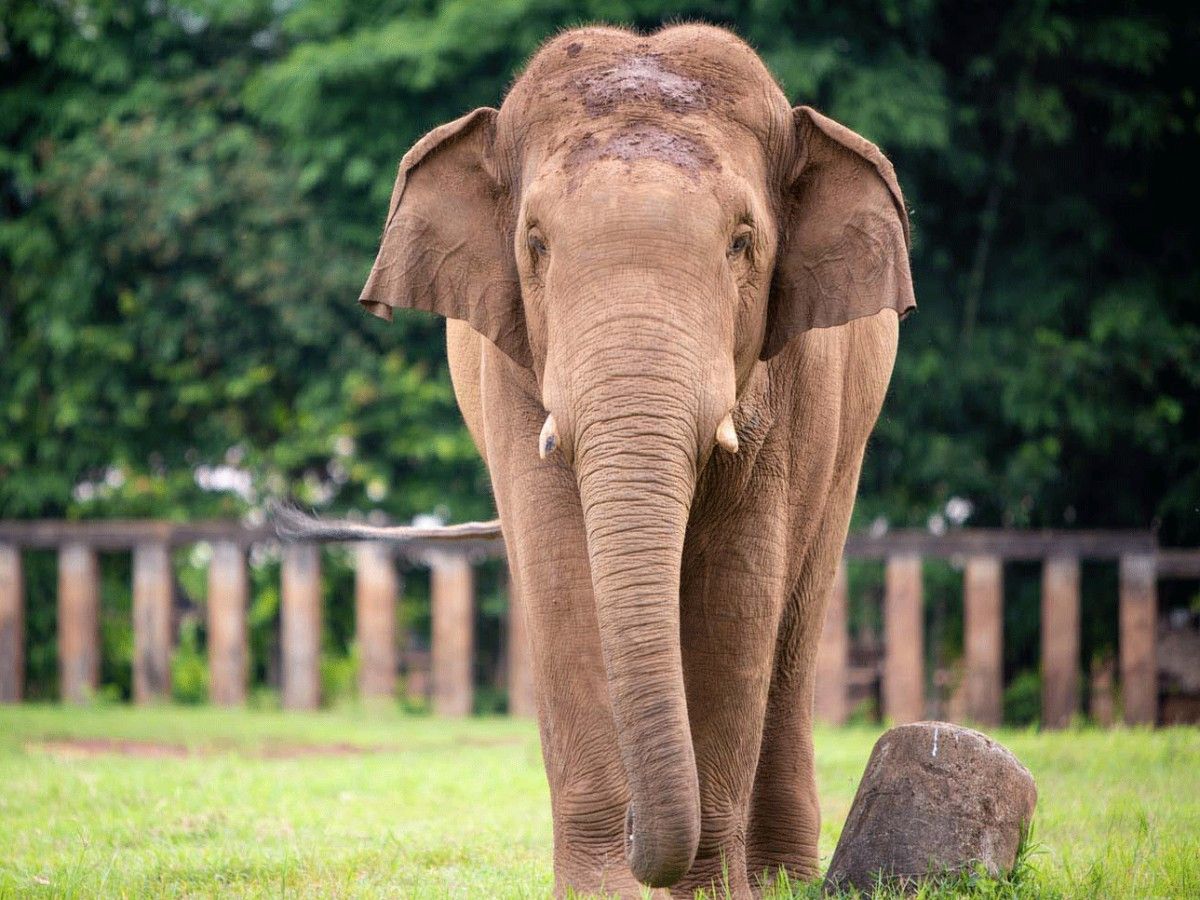 2. The Tender Moment of First Encounter with Elephants