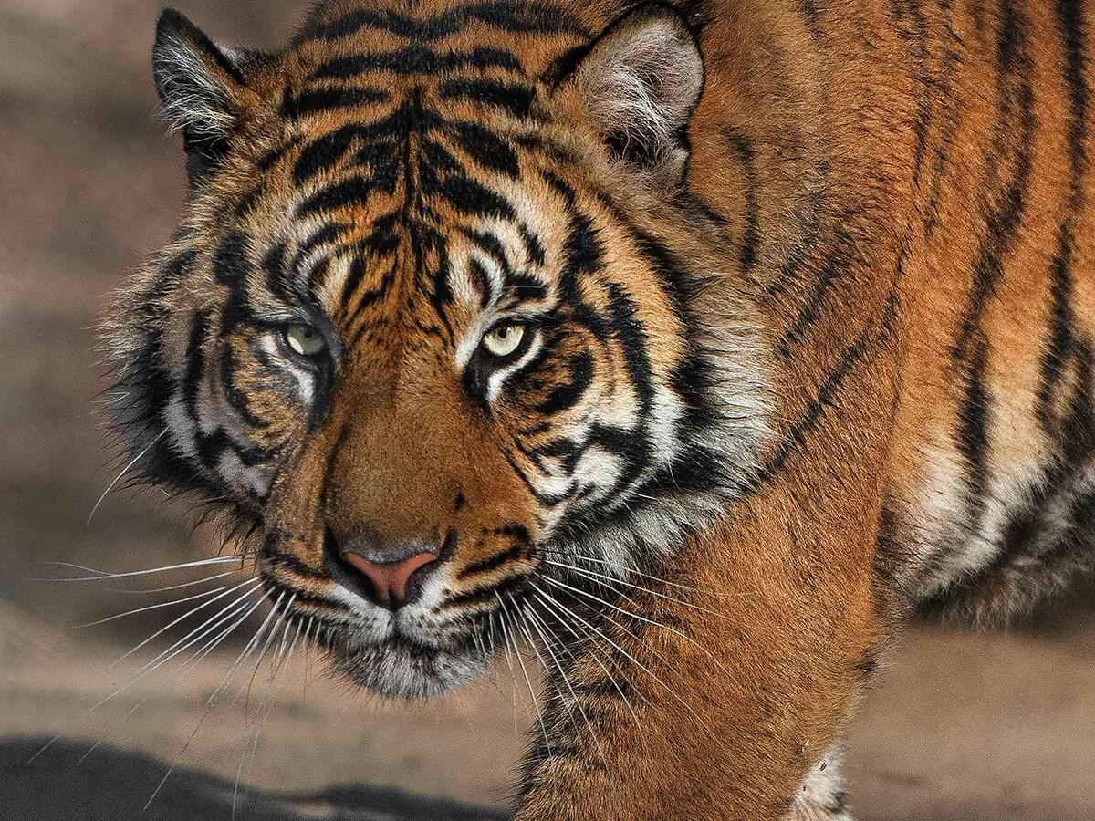 Fierce Carnivores