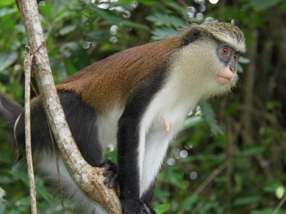 5. Although monkeys are cute, you need to be careful with your luggage
