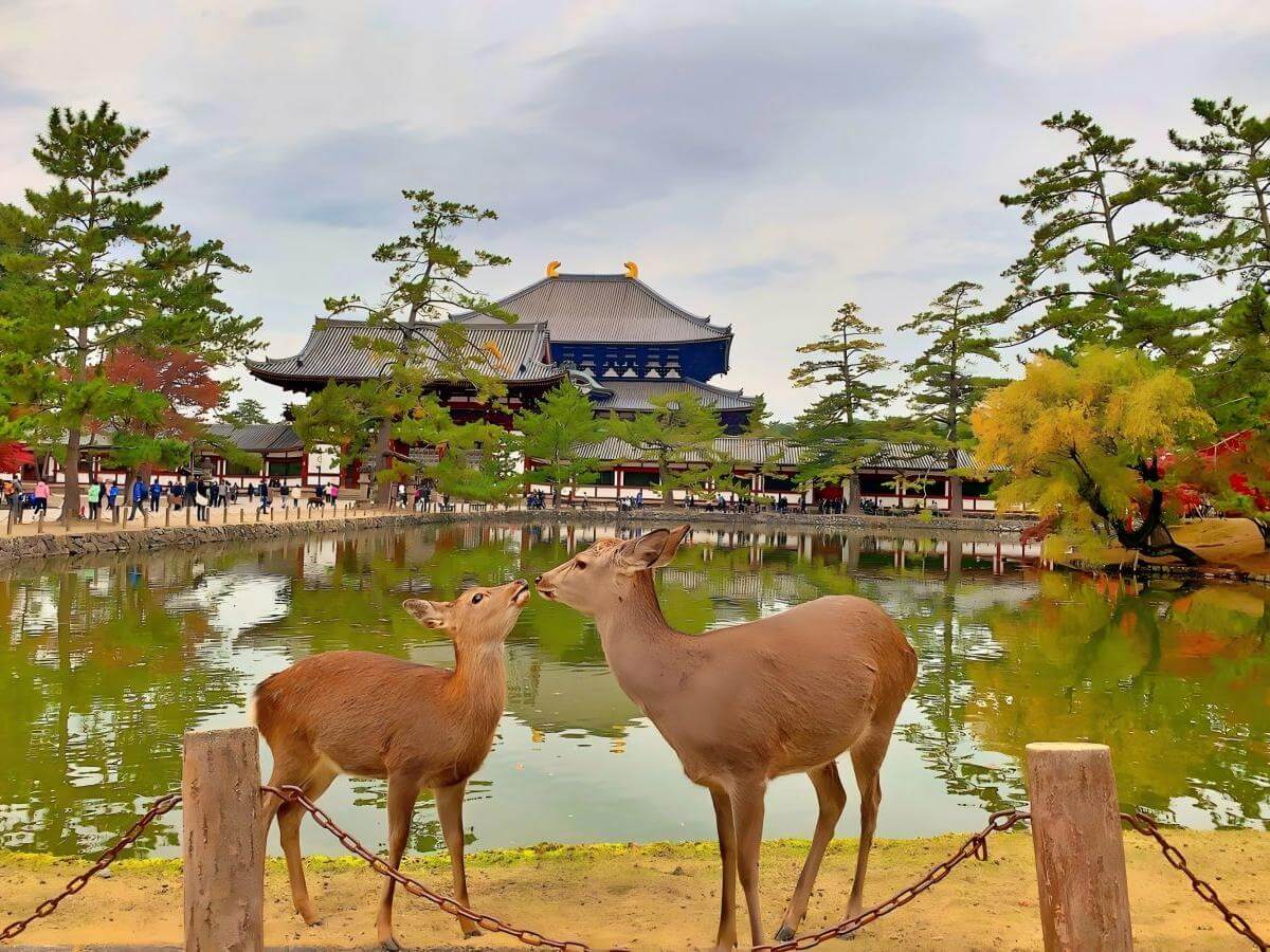 Spiritual Spirit: The Wonderful World of Nara Deer