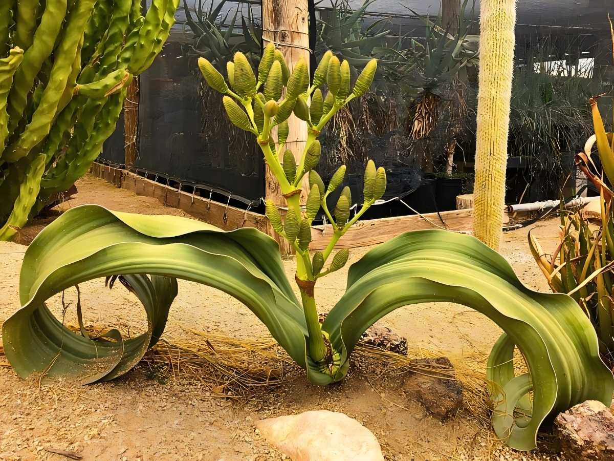Welwitschia mirabilis