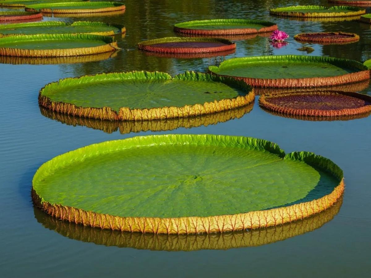 Victoria amazonica