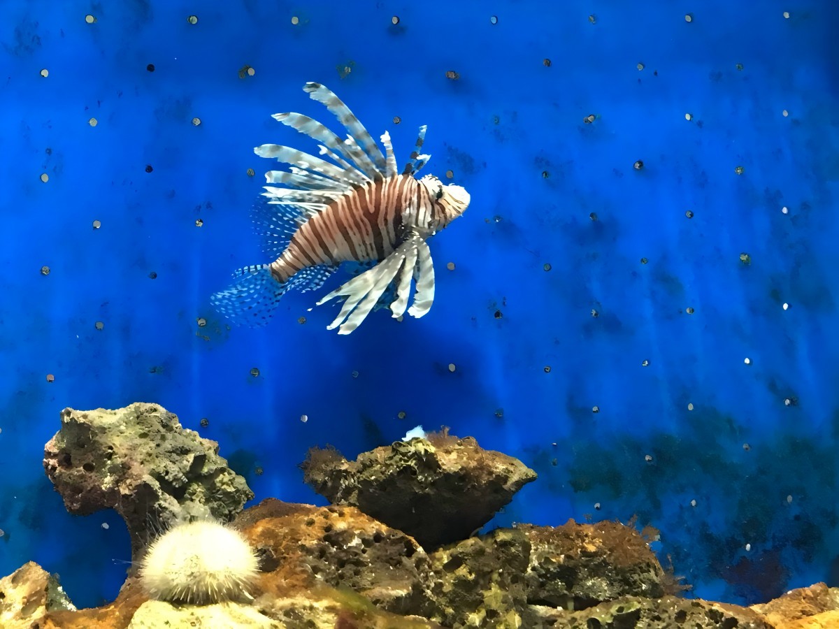 Fully experience the wonderful world of the aquarium