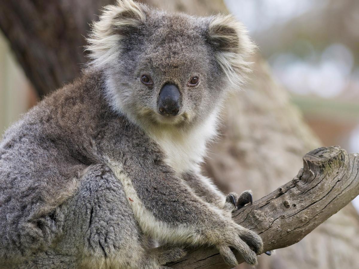 Fluffy Koala