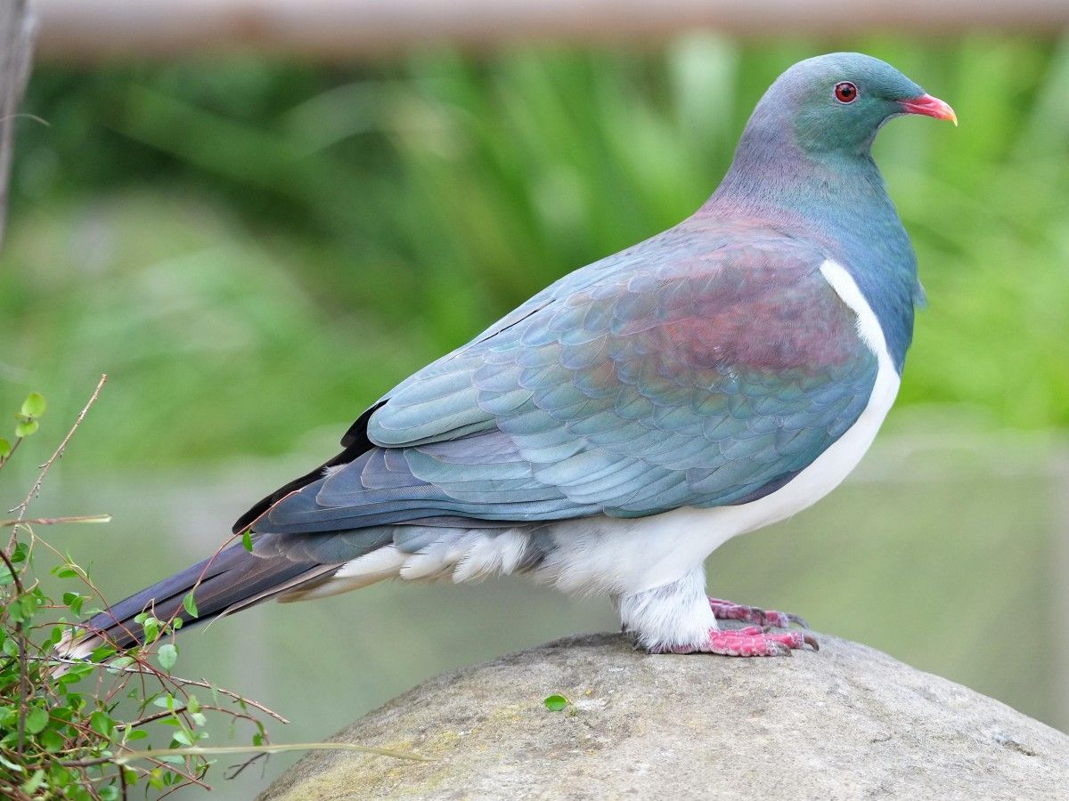Overview of bird ecology on Atiu Island