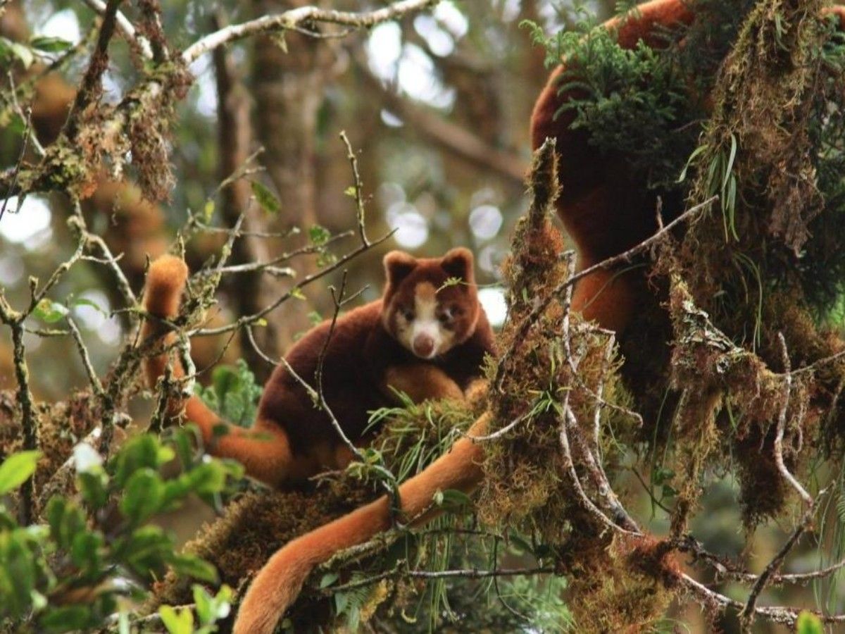 Deep in the Rainforest: A Symphony of Plants, Insects, and Frog Calls