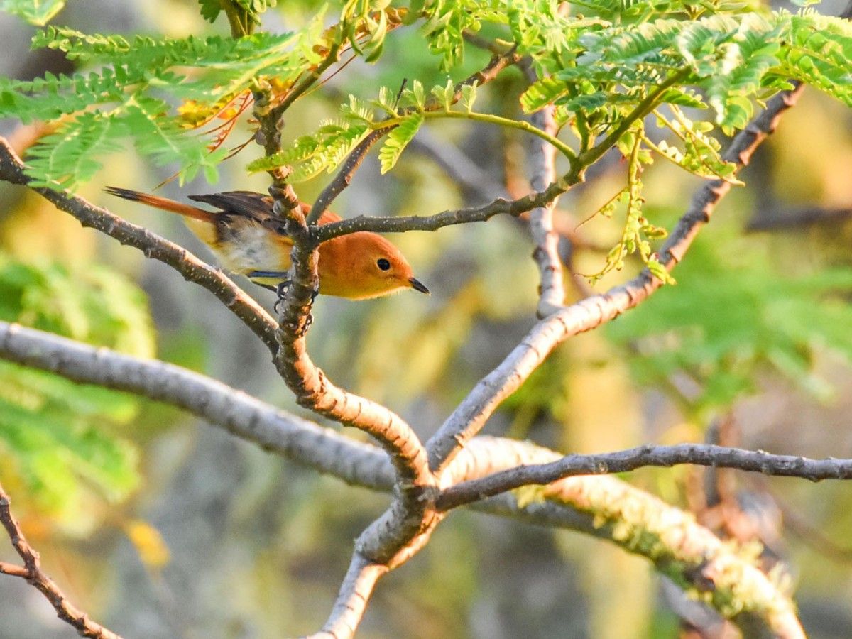 Division of bird watching seasons throughout the year