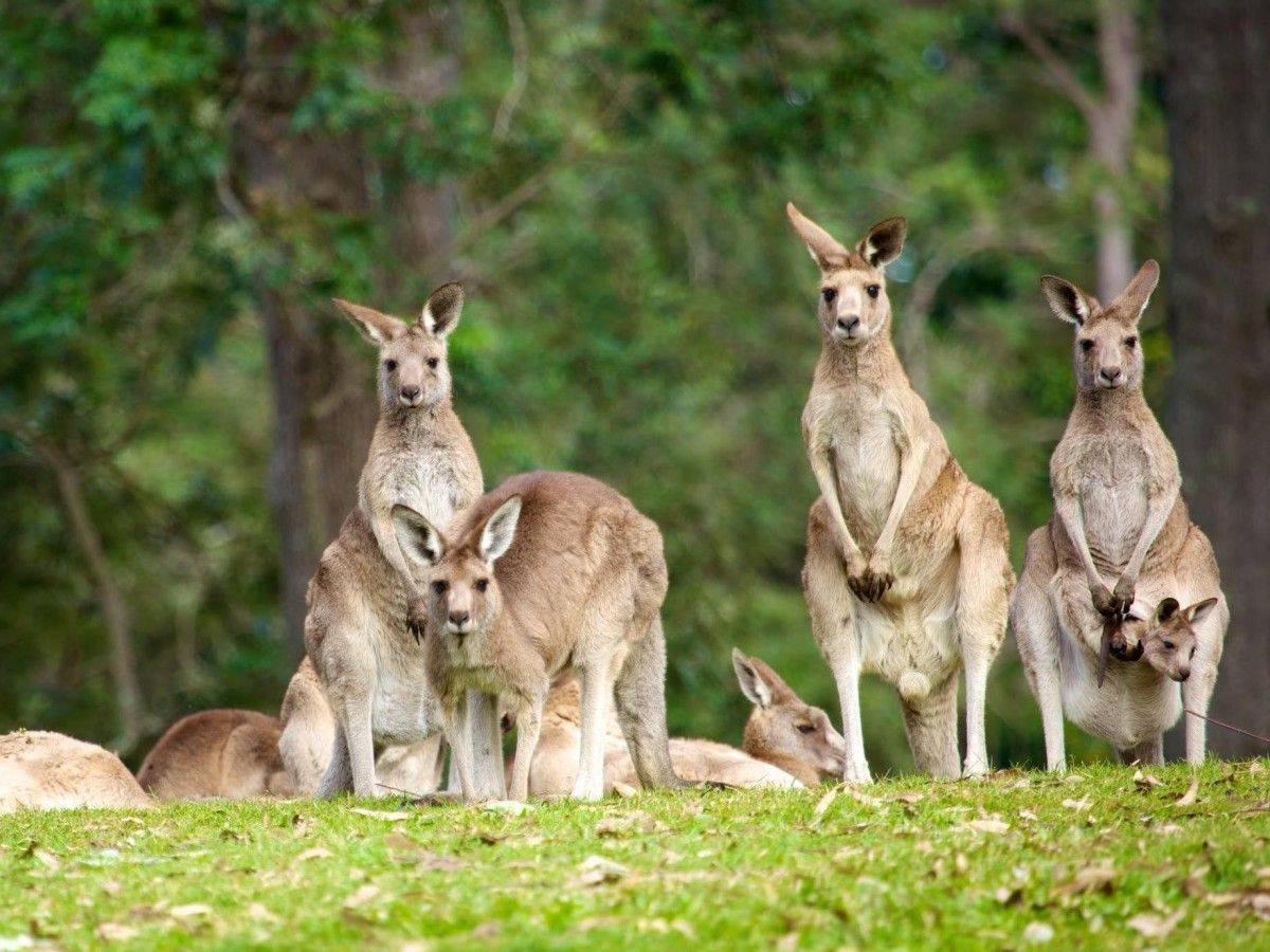 Come by boat and enjoy the tranquil beauty of the Brisbane River