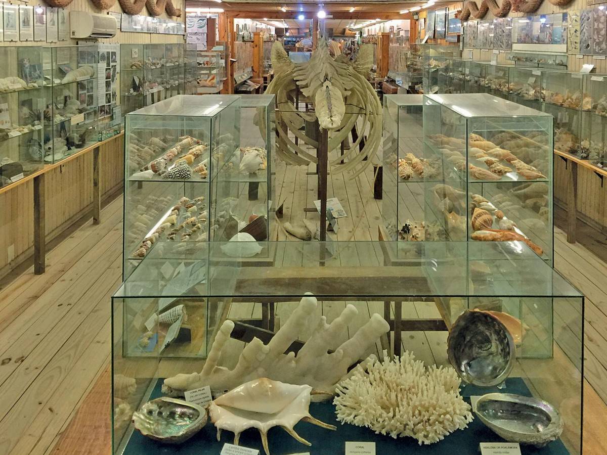 A museum born of love and persistence