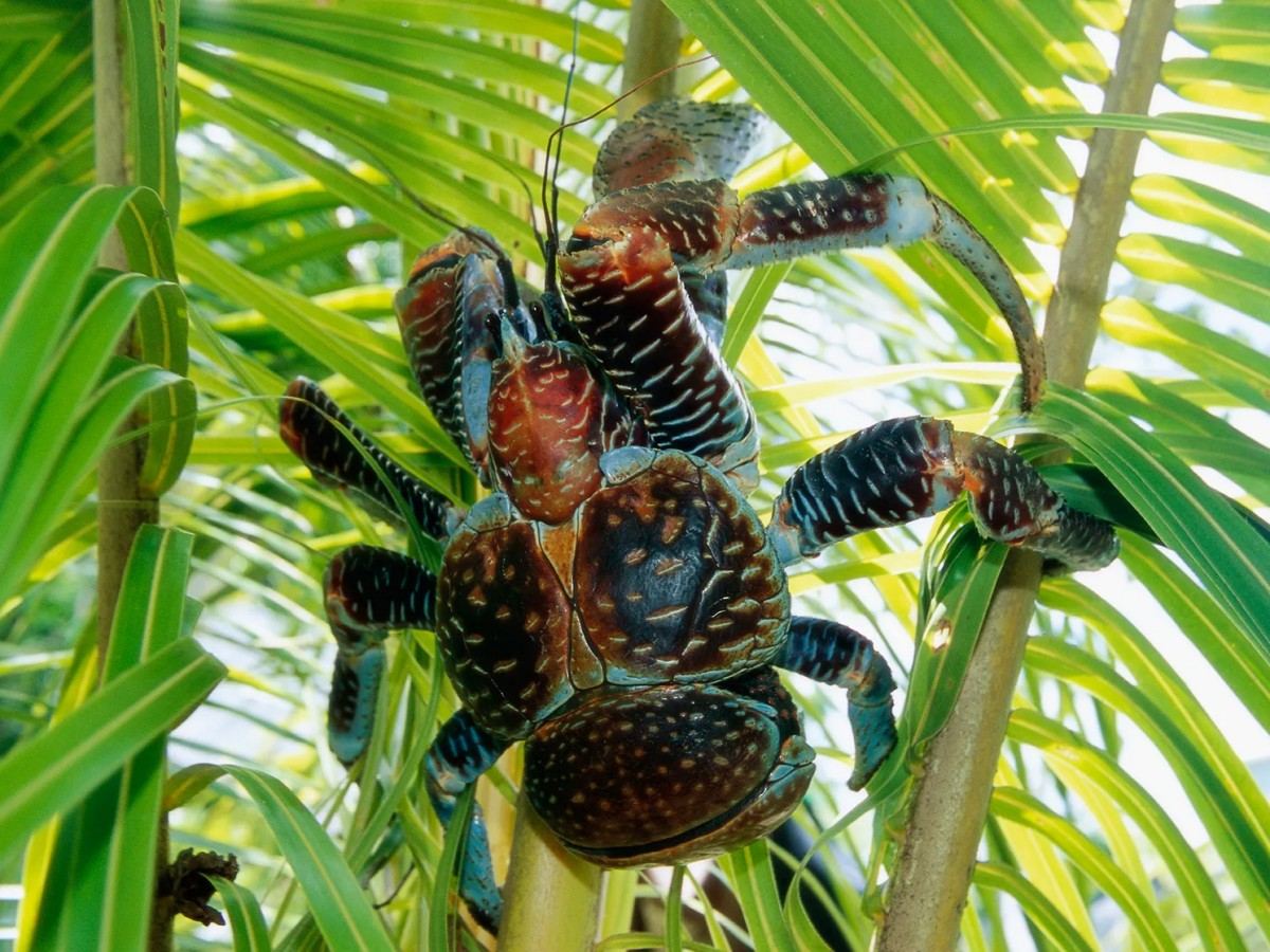 How powerful are coconut crabs? You may not dare to approach them after reading this