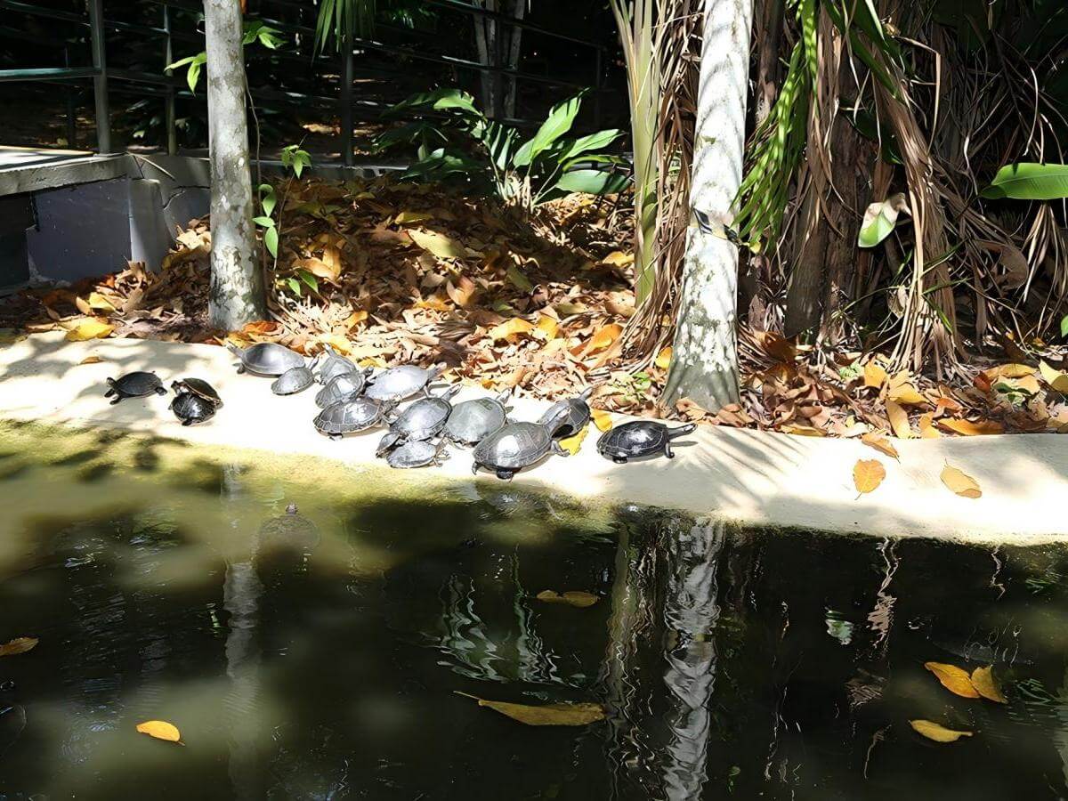 Travel Tips: Rules for living in harmony with the rainforest
