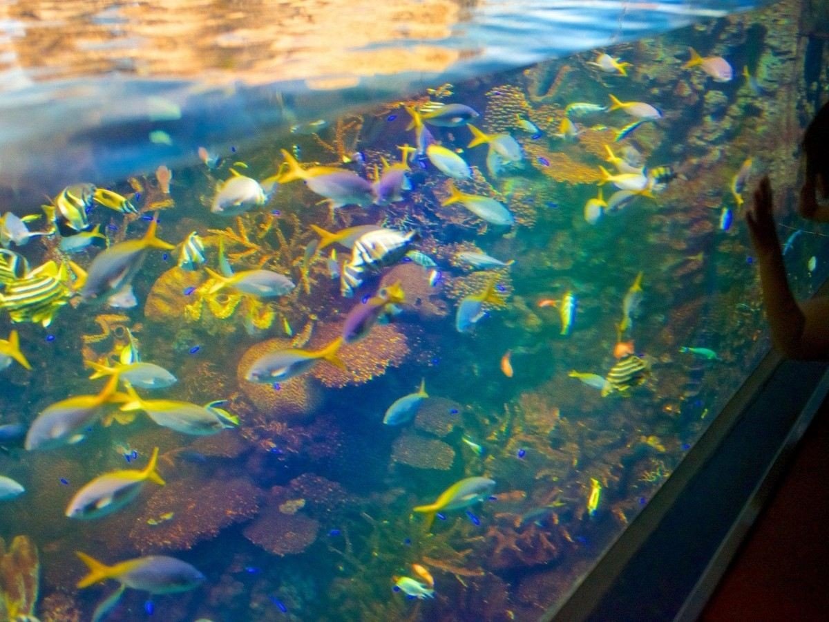 5. Interactive experience: touch pool, ocean VR and immersive display