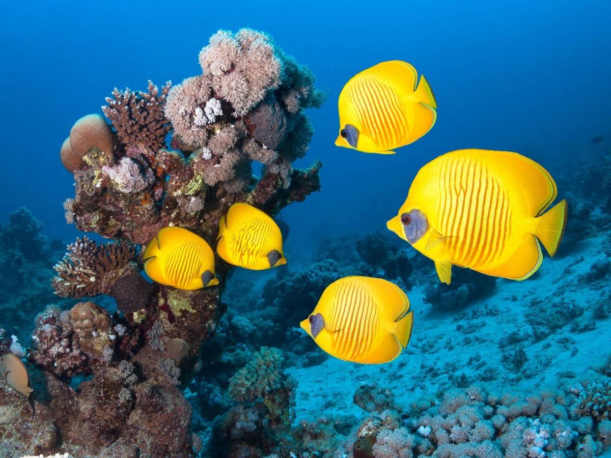 Diving precautions