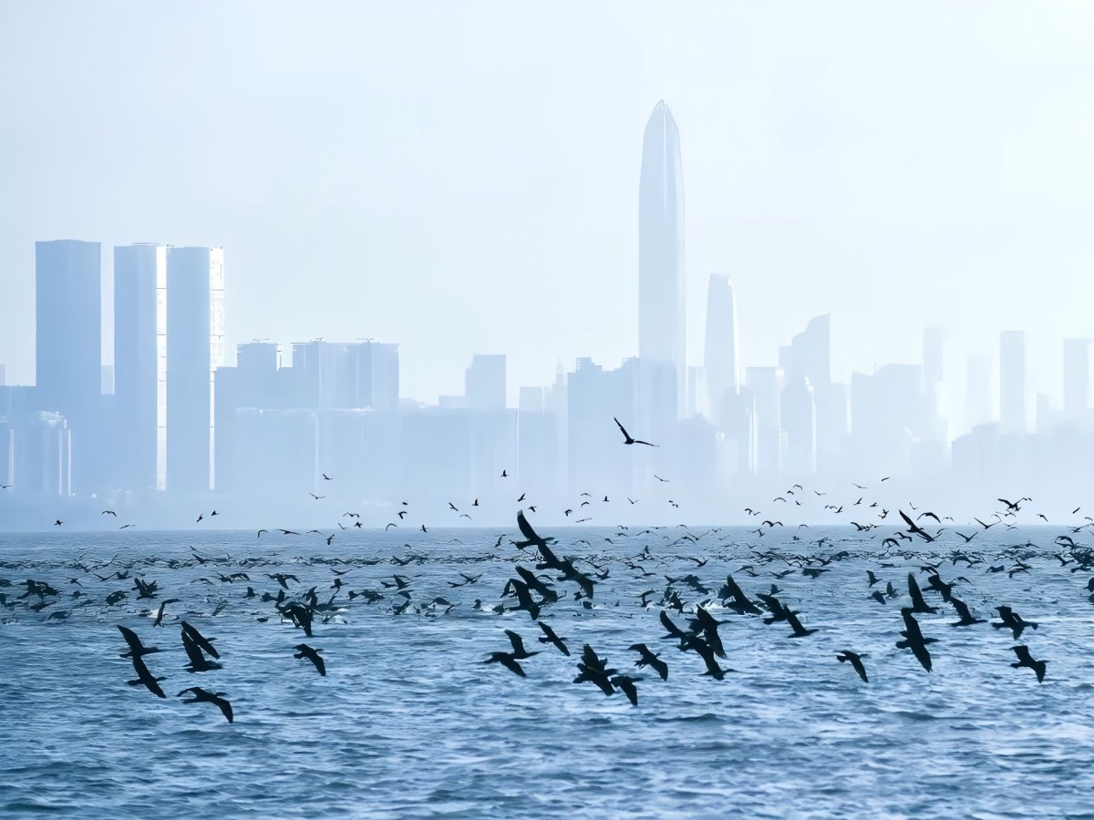 Early Morning Tour Times at Shenzhen Bay Park