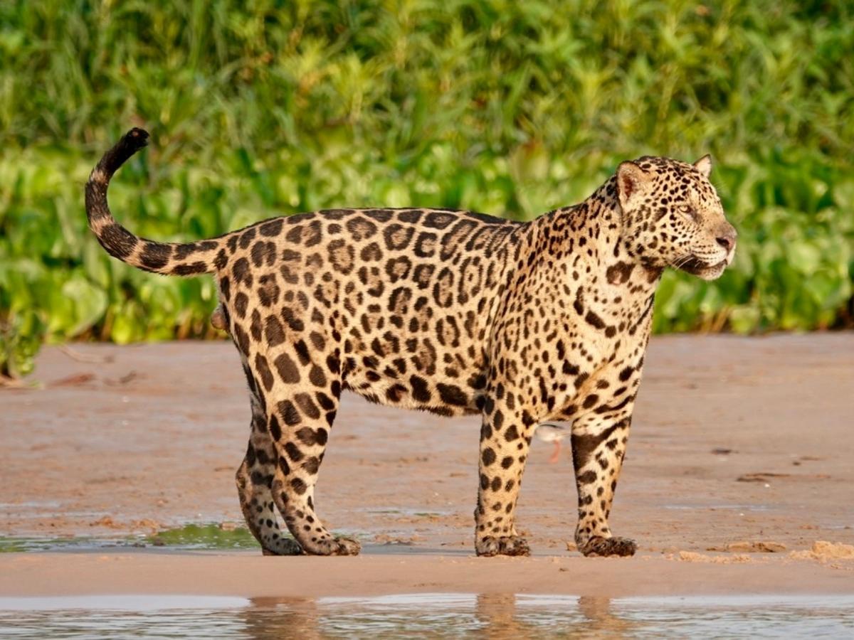 Jaguar，Panthera onca