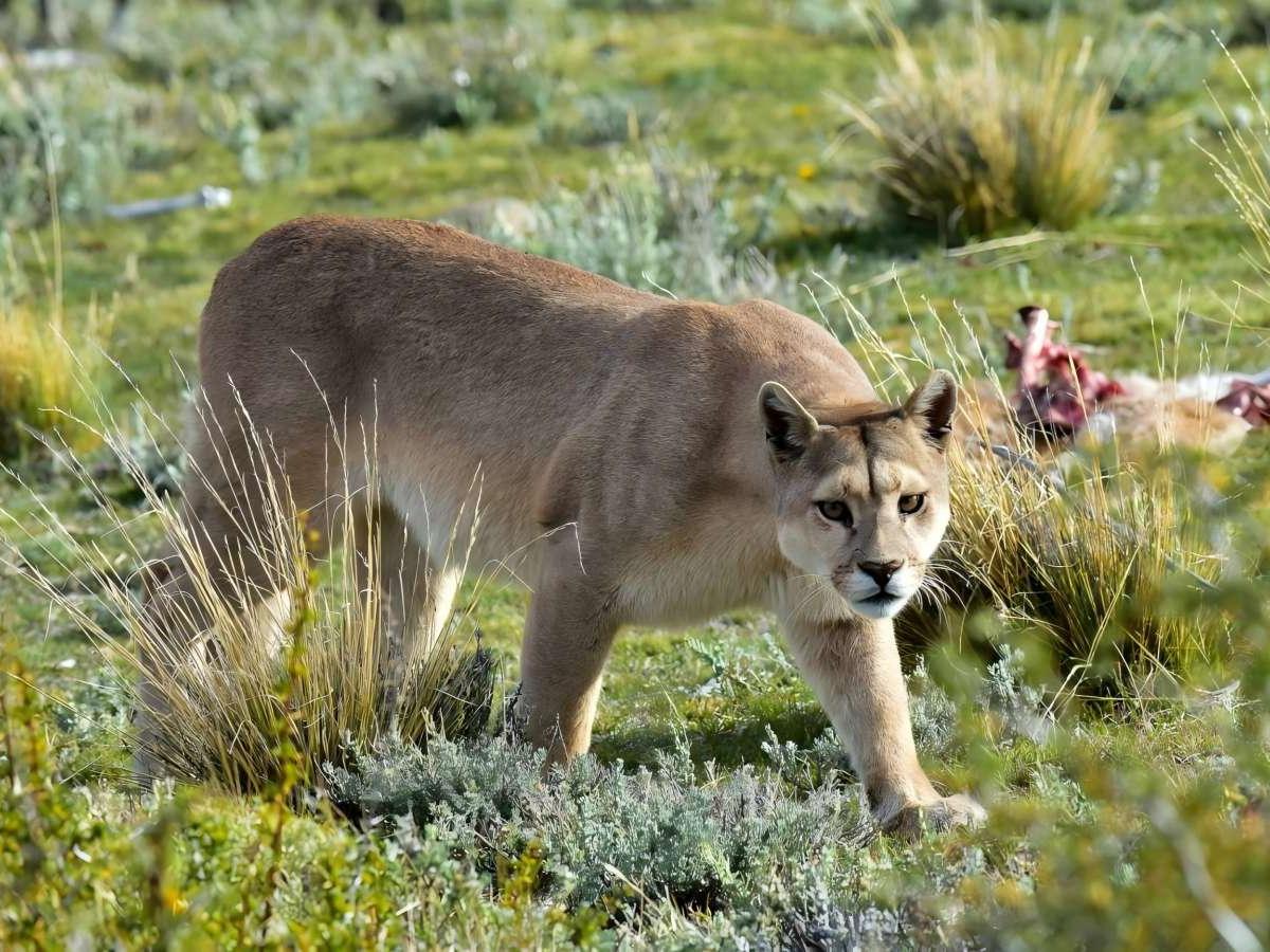 Puma，Puma concolor