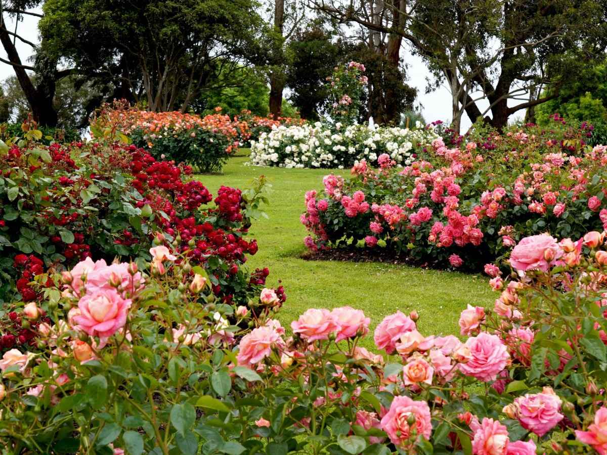 History and inheritance of the rose garden