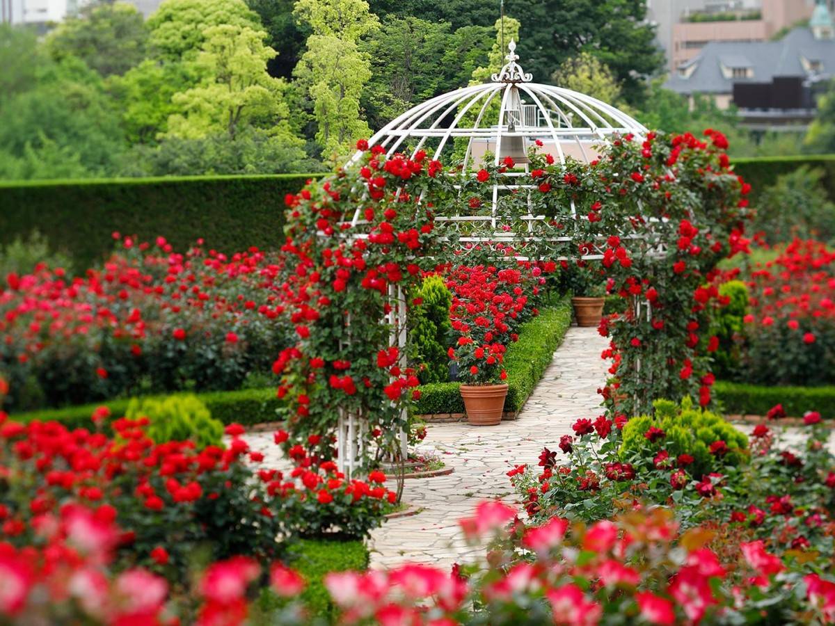 The beauty of the rose garden in four seasons