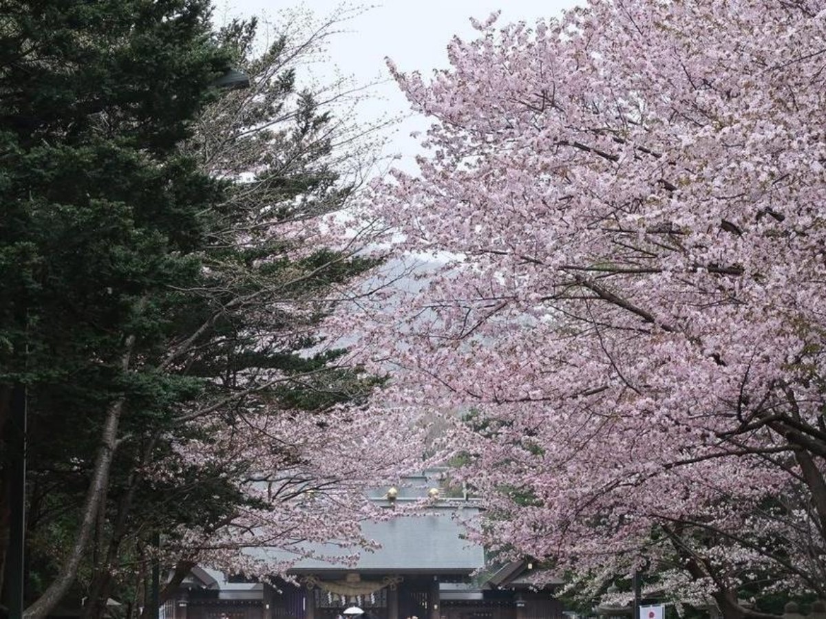 Spring cherry blossoms: the revived shrine