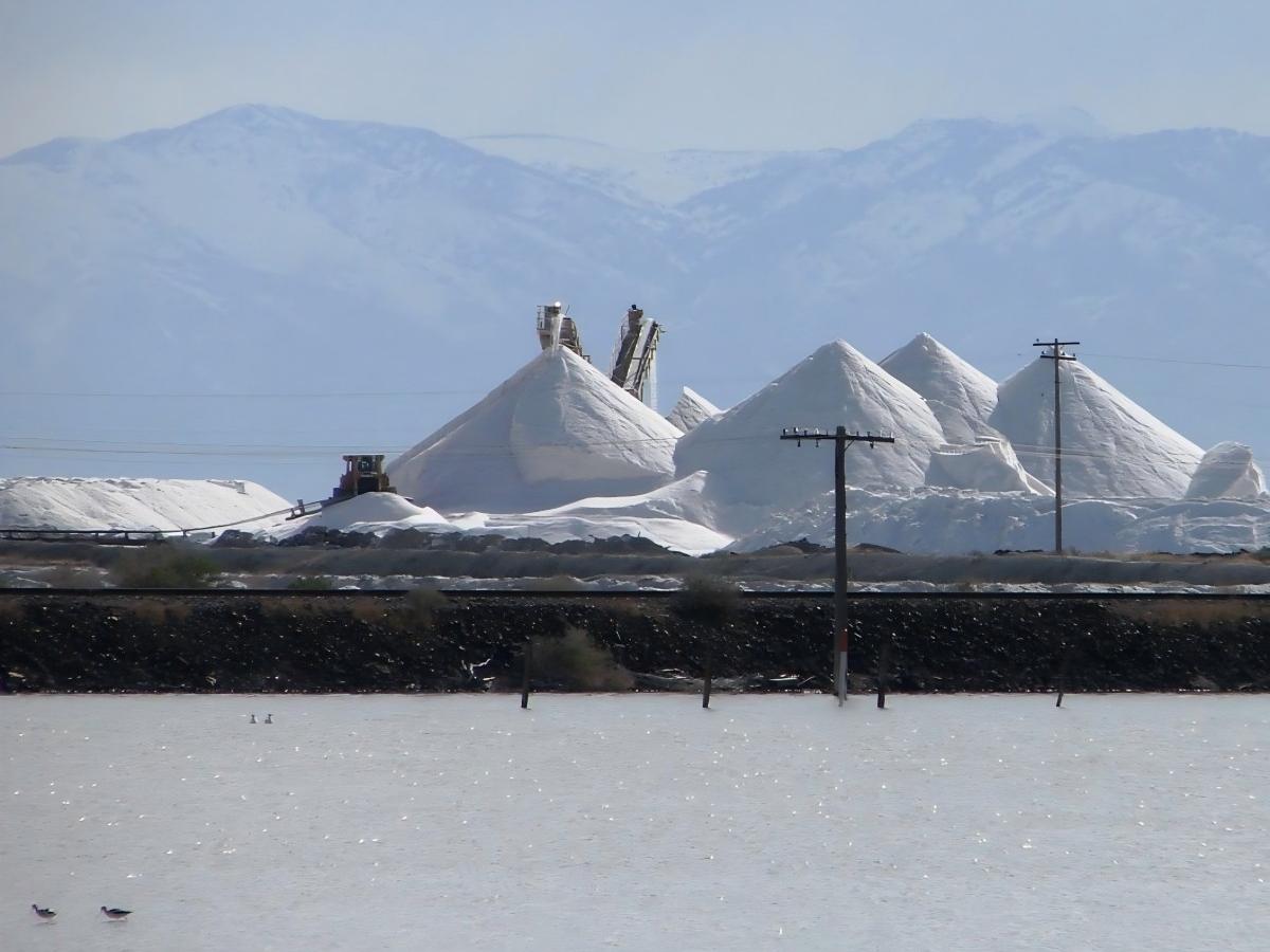 Entering the salt journey: an immersive experience of witnesses