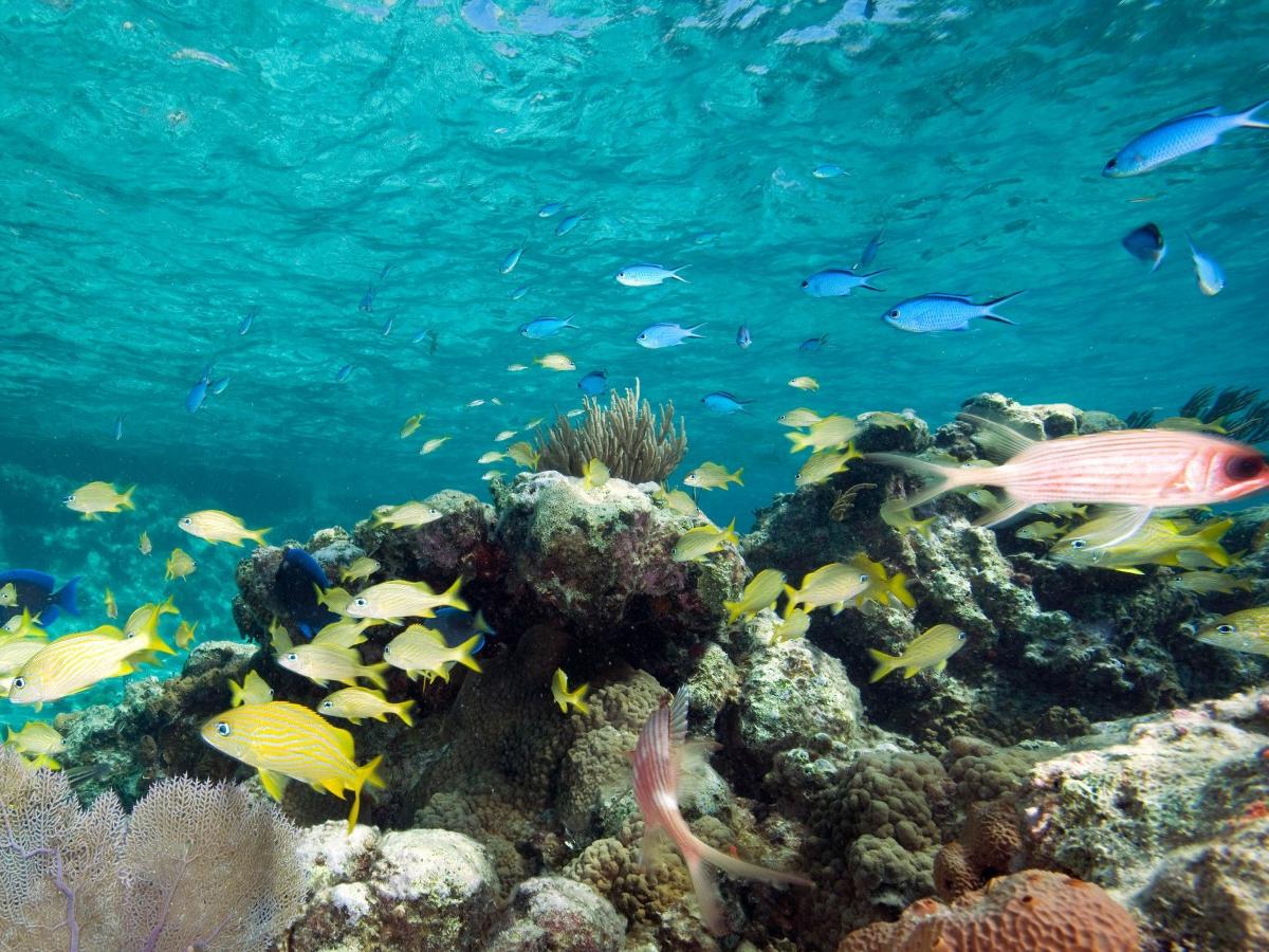 Exuma Cays Land and Sea Park Overview
