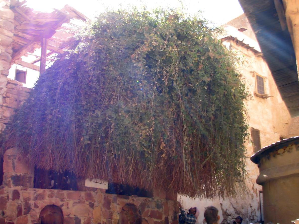 The Burning Bush