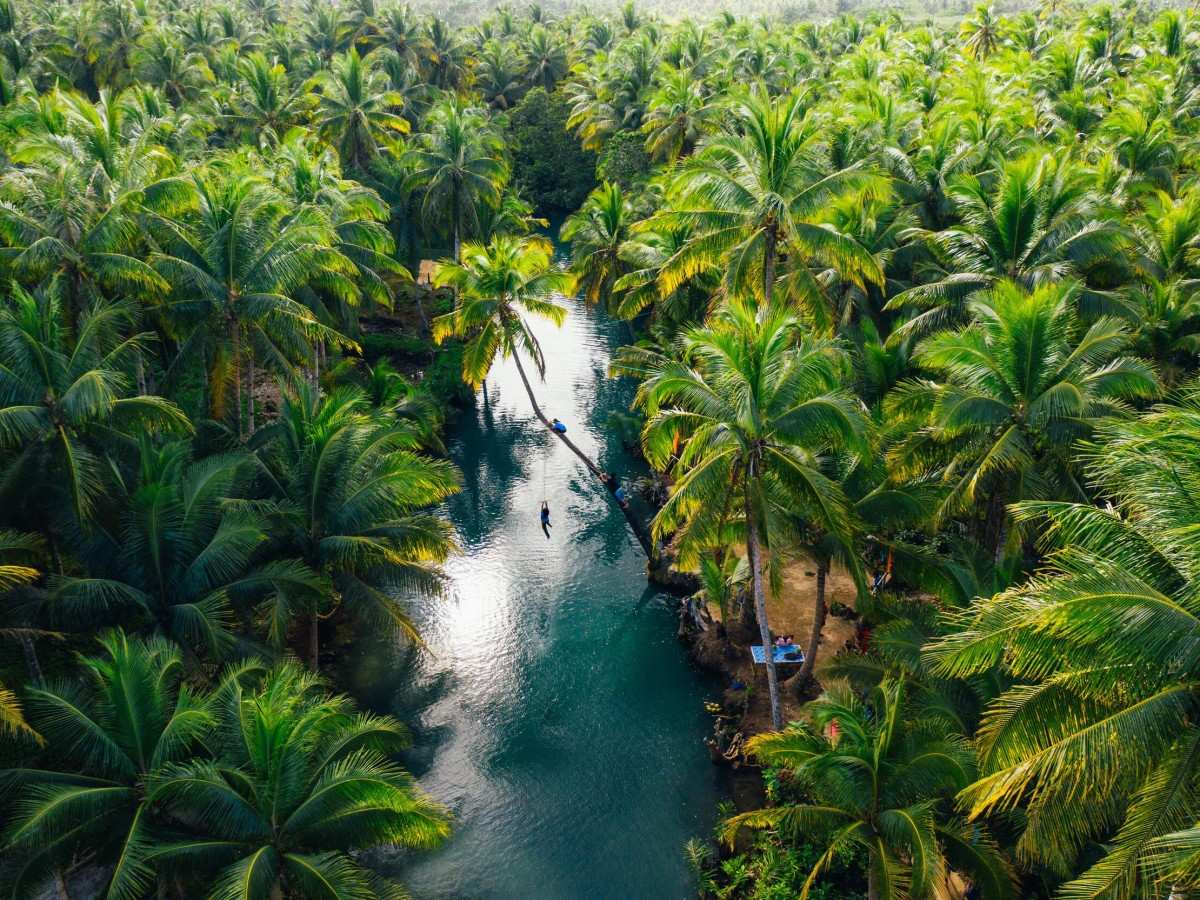 First encounter with the coconut grove: like straying into a green dream