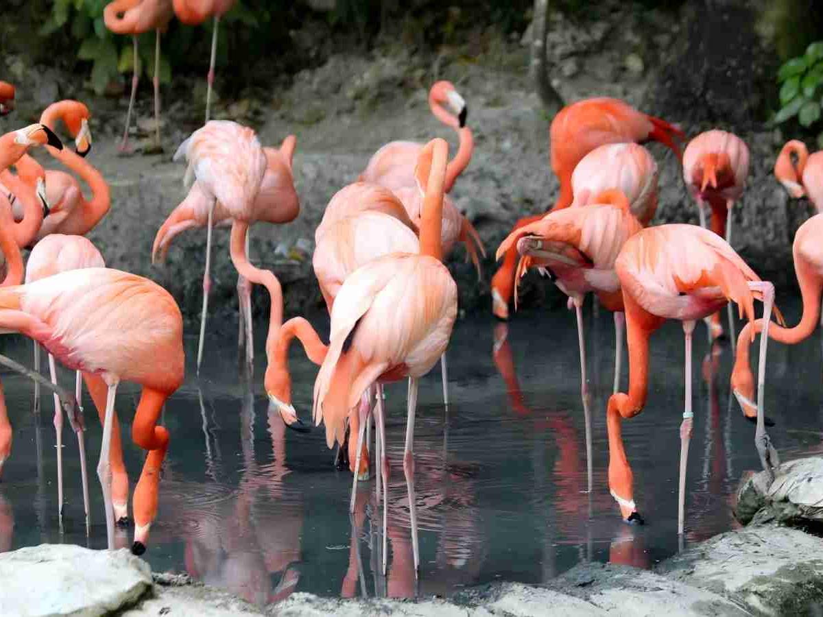 Special Exhibition Areas and interactive Experiences: Immersive animal journey