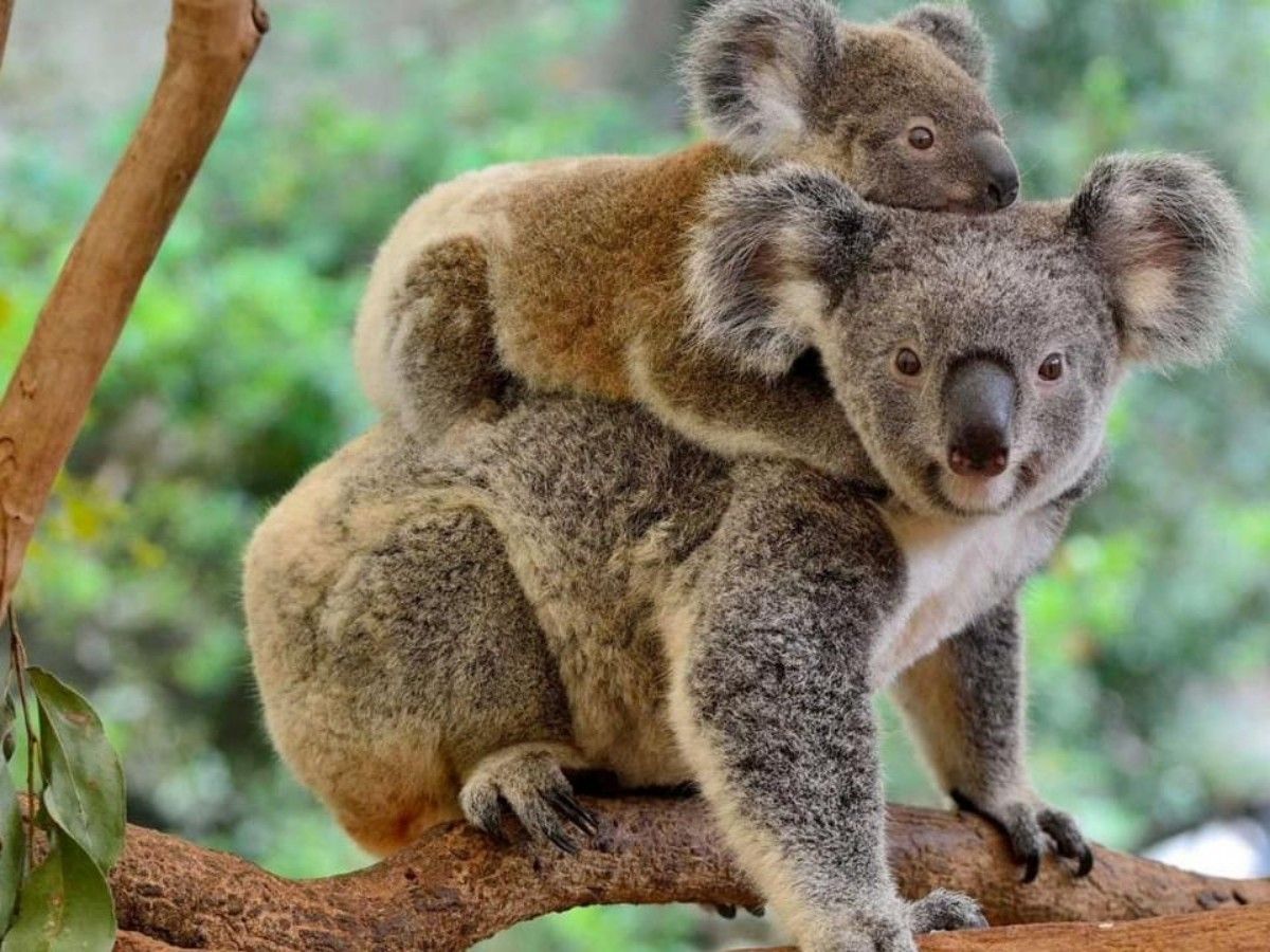 Why choose Lone Pine Koala Sanctuary?