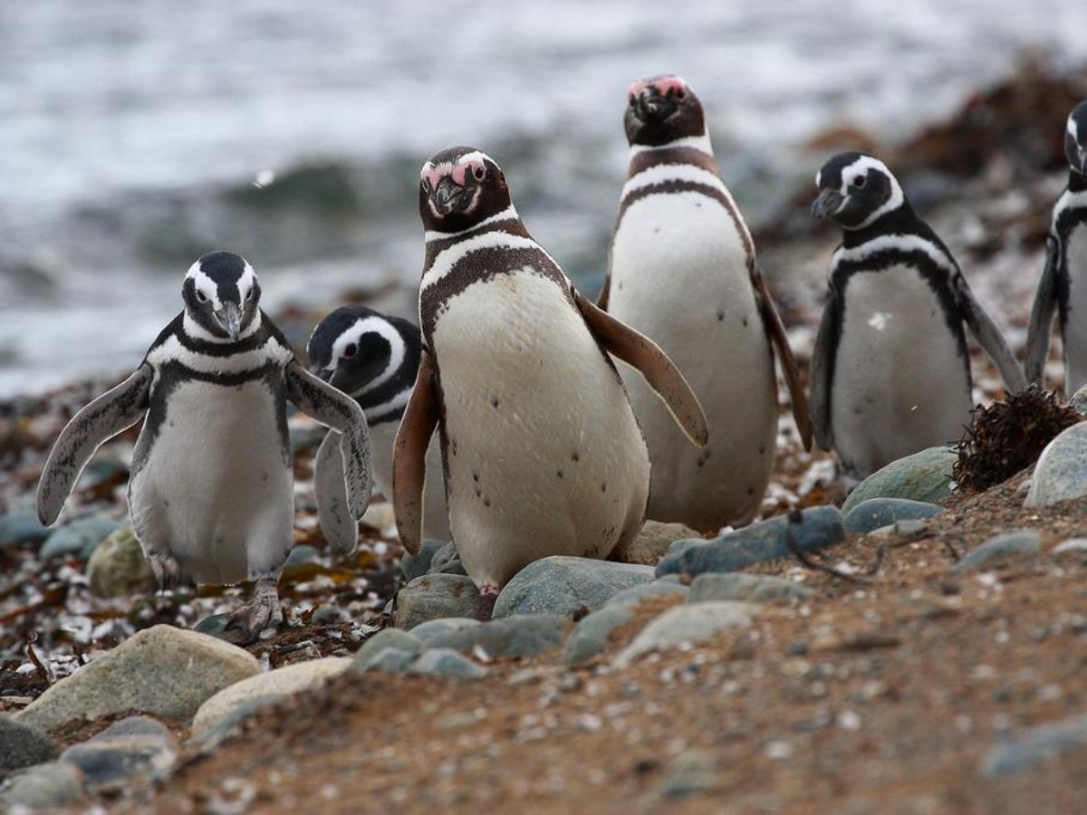 Seasonal limit: A and B sides of the Penguin Empire