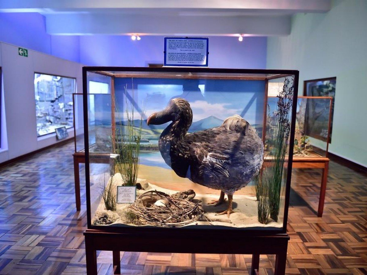 1. The treasure of the town: Coelacanth, a "survivor of the dinosaur era" that traveled through time and space